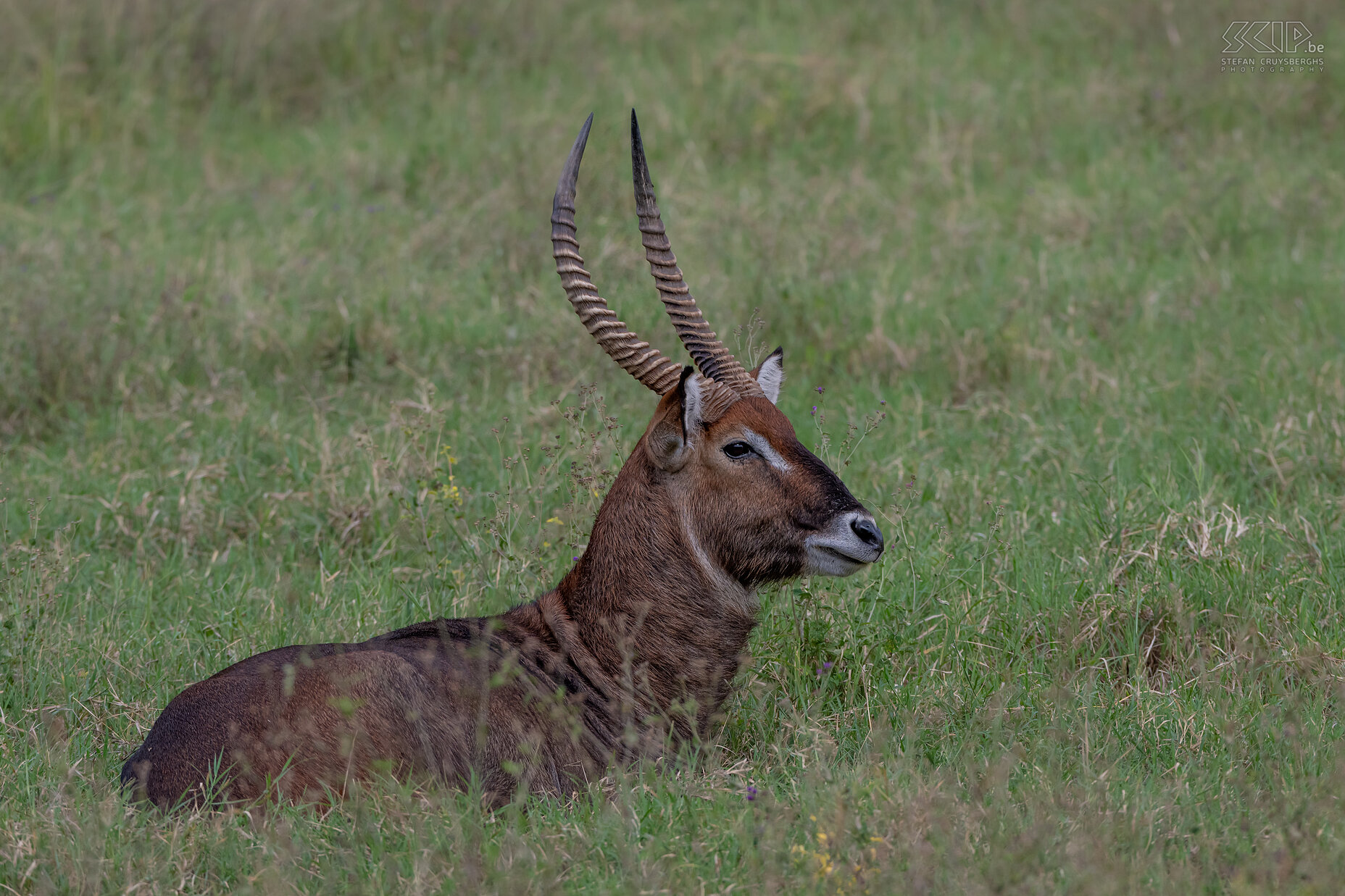 Nakuru NP - Waterbok The waterbuck is a magnificent creature residing in watery and wooded regions. Their fur, a blend of dark brown and gray, showcases distinctive white patches on their heads. Found in small herds, with males occasionally adopting a solitary lifestyle, these animals can reach weights of up to 300 kg. Only the male has horns. They are mainly active in the morning and late afternoon.<br />
 Stefan Cruysberghs